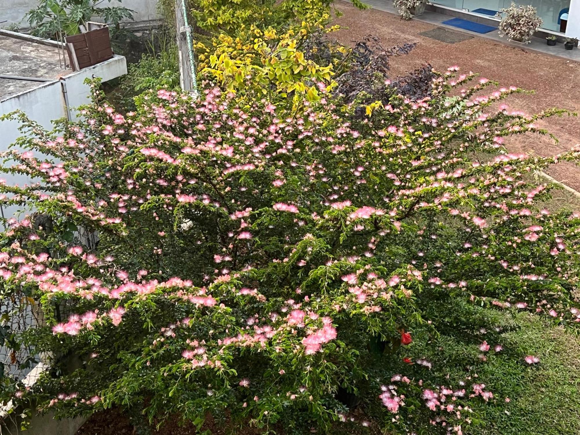 Kapaliya אונה ואטונה מראה חיצוני תמונה
